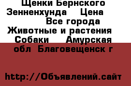 Щенки Бернского Зенненхунда  › Цена ­ 40 000 - Все города Животные и растения » Собаки   . Амурская обл.,Благовещенск г.